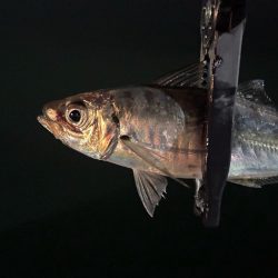 風月遊魚