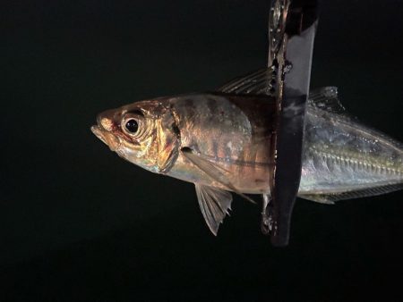 風月遊魚