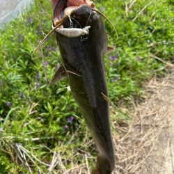 ナマズ釣り