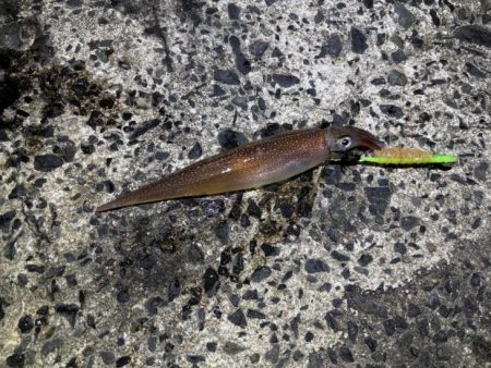 ヤリイカのウキ釣り｜大きな群れが入り遂に大爆釣！