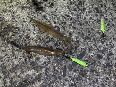 ヤリイカのウキ釣り｜大きな群れが入り遂に大爆釣！