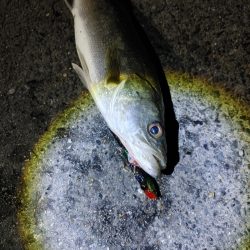 フッコ38cm
