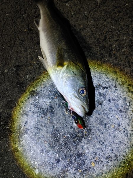 フッコ38cm