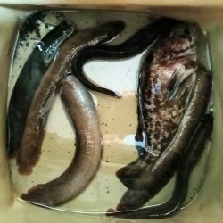 ちょい穴釣り〜大磯〜
