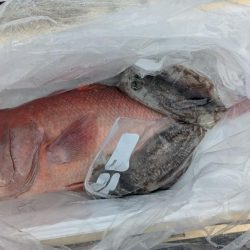 ほぼ連続釣行