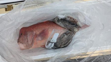 ほぼ連続釣行