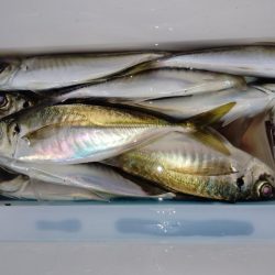 時合な釣り