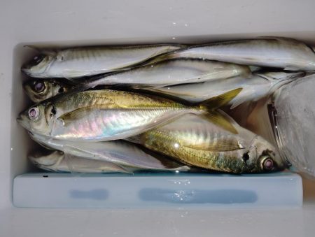 時合な釣り