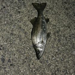 メバリング