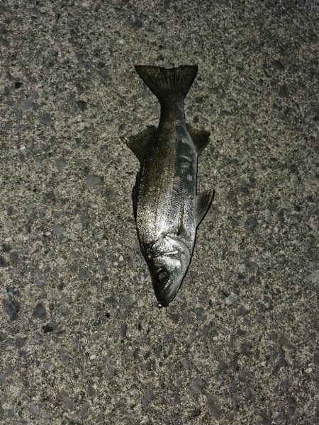 メバリング