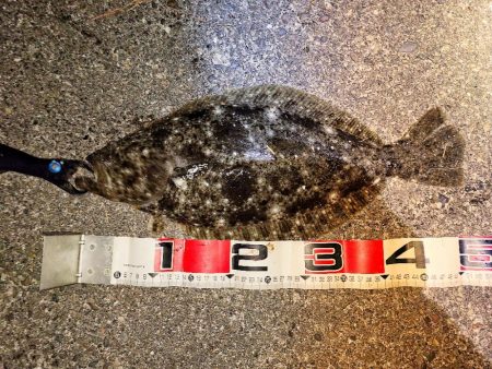 浜名湖ヒラメ