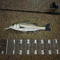 複数安打🐟