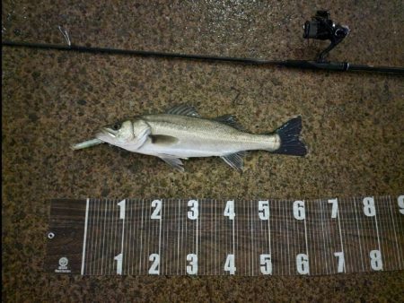 複数安打🐟