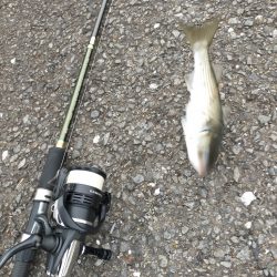 投げサビキで