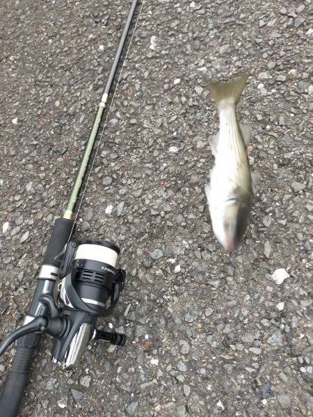 投げサビキで