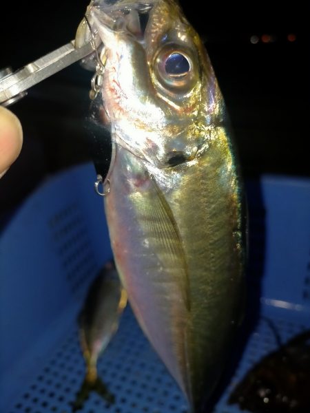 中鯵