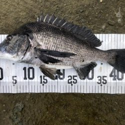 イチノ兄弟、釣果！