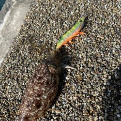コウイカ