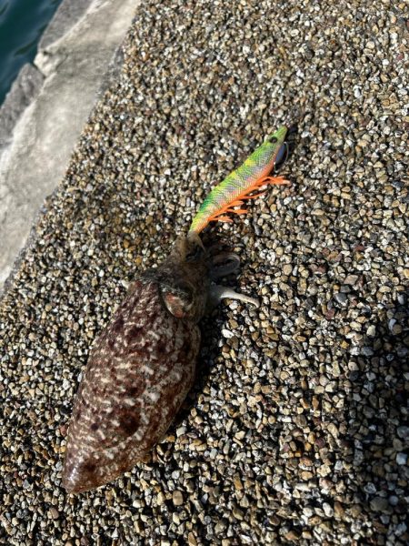 コウイカ
