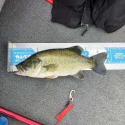 北山田プリ50cm、37cm
