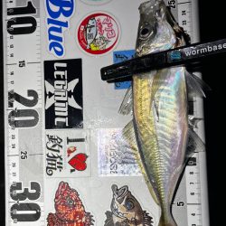 アジング
