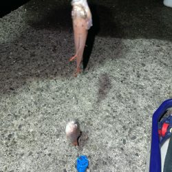青物とアオリイカ狙いのウキ釣り