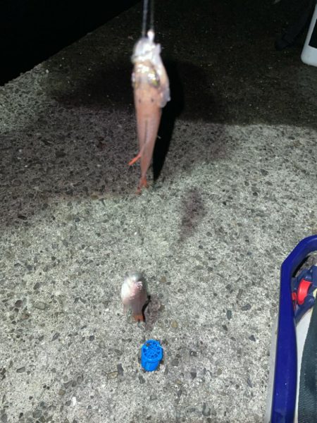 青物とアオリイカ狙いのウキ釣り