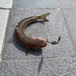 サゴシ