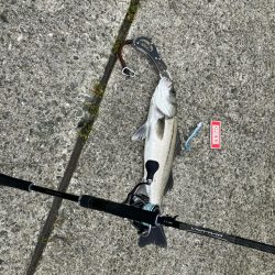 今年初釣果