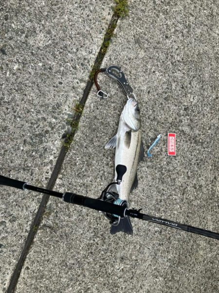 今年初釣果