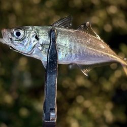 静水良釣