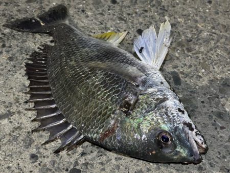 光魚楽釣