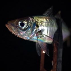 風月遊魚
