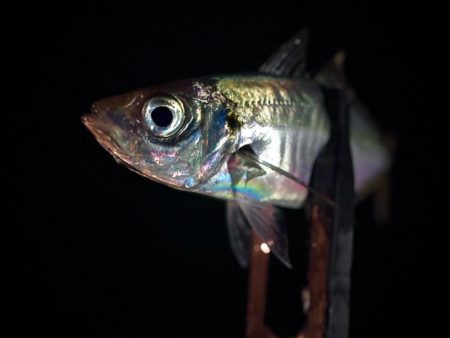 風月遊魚