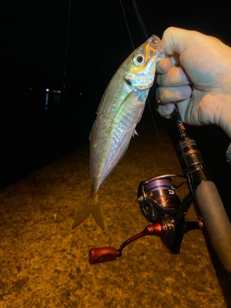 アジング釣査