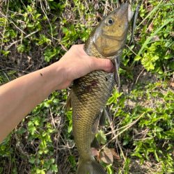 ナマズ釣り