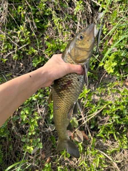 ナマズ釣り