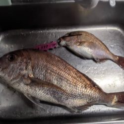 タイラバ