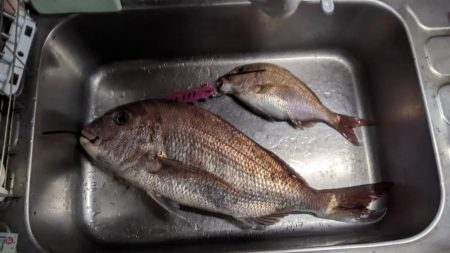 タイラバ