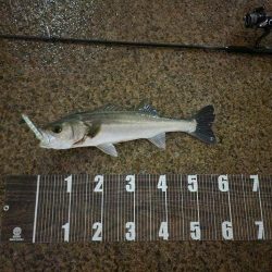 複数安打🐟