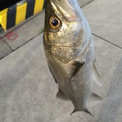 朝活