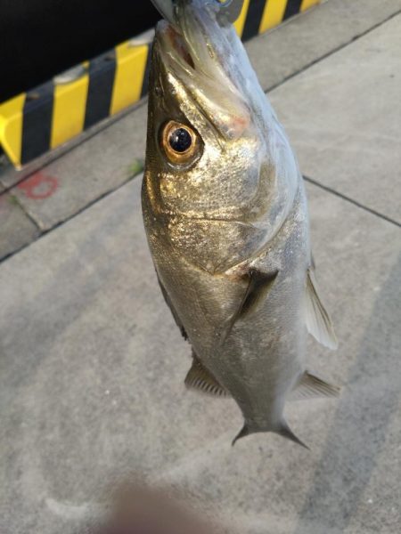 朝活