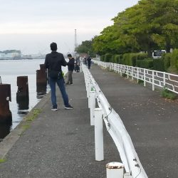 投げサビキで