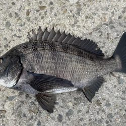 イチノ兄弟、釣果！