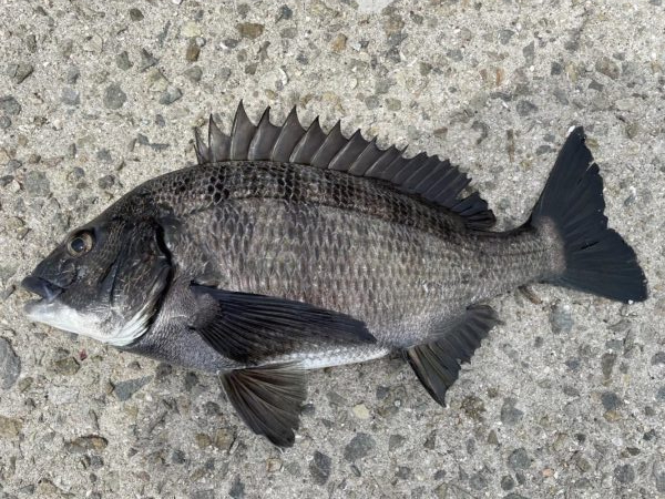 イチノ兄弟、釣果！