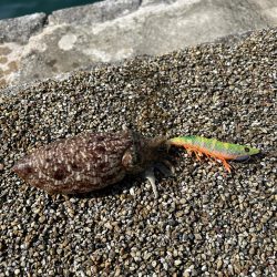 コウイカ