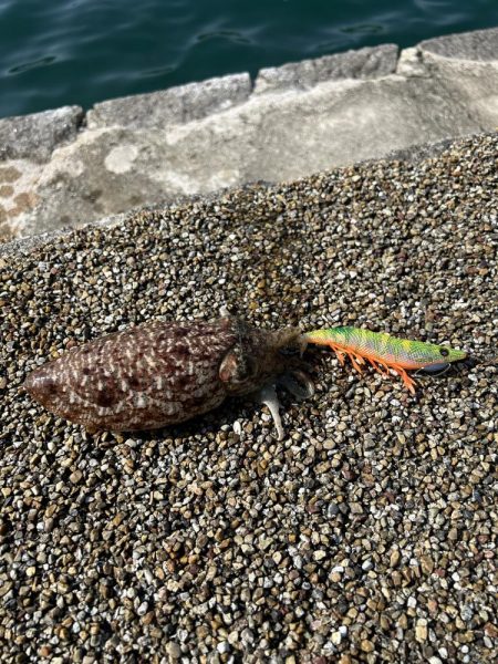 コウイカ