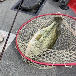 北山田プリ50cm、37cm