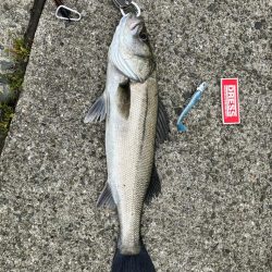 今年初釣果
