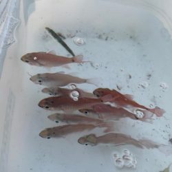 青物とアオリイカ狙いのウキ釣り